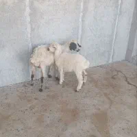 یک راس میش بره دار