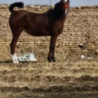 مادیان درشوری ابستن