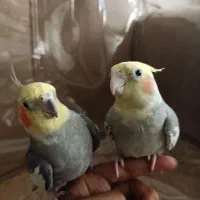 پرنده زیبا