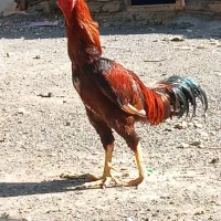 لاری