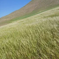 زمین