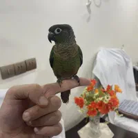 گرینچیک رام و دستی و سخنگو