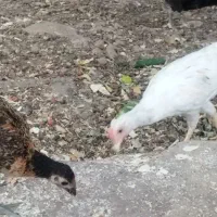 ۷عددجوجه اصیل محلی ۸۰ روزه