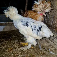 مرغ خروس زینتی