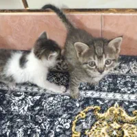 رایگان واگذار میکنم