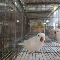 سه عدد راهب آلبینو دستی