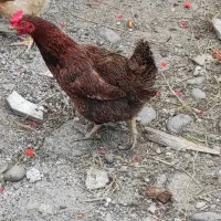 مرغ تخمگذار بزرگ