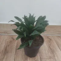 فروش دوتا گل .گل نخل450.اون یکی350