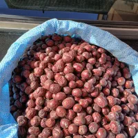 عناب سورت شده تمیز