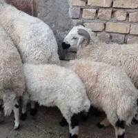 بره ها فروشی