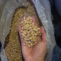 حبوبات