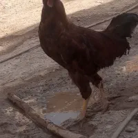 خروس لاری