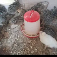 بلدرچین