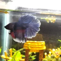 ماهی فایتر هافمون