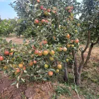 زمین  ویلایی 500متری با اب 600تومنی خوشبالا
