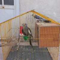 جفت عروس هلندی