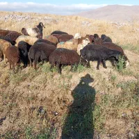 بره نرو ماده پای پروار،