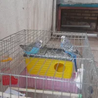 مرغ عشق