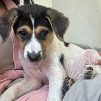 واگذری توله سگ ماده