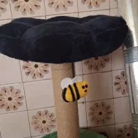 جای گربه و الیزابت گربه