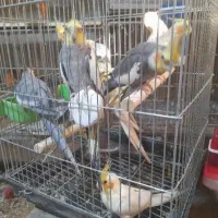 عروس هلندی نرمه خور و بالغ