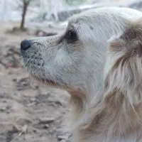 سگ‌ زیبا و مهربون