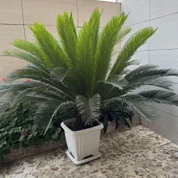 سیکاس