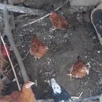 فروش تعدادی اردک اسرائیلی نژادداروجوجه مرغ جوانه