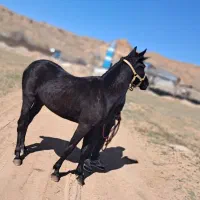 کره اسب مادیان کرد۱۹ماهه