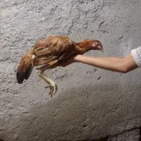 مرغ وخروس