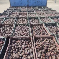 فروش انواع خرما