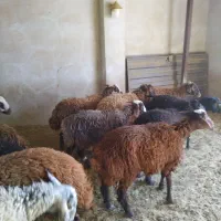 بره نر افشاری و محلی