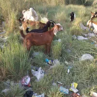بز نجدی و افغانی