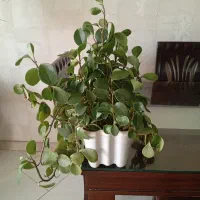 گل قاشقی وسنسوریا