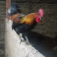 سه عدد خروس جوان مرغ گیر خوش رنگ