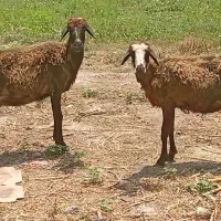 دوتا گوسفند مخصوص پلوار