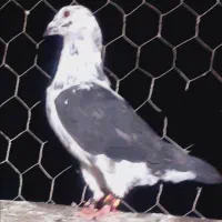 پرنده|پرنده|تربتحیدریه, پائین ولایت|دیوار