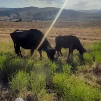 گاومیش با گوساله ماده