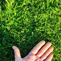 فروش چمن رول طبیعی