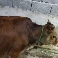 گوساله ماده .چالوسی. لیشه