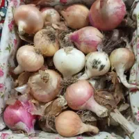 فروش پیاز محلی