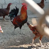 مرغ وخروس بختیاری لری فروش یکجا