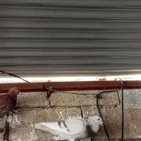 کبوتر کفتر پوست پیازی سوسنی