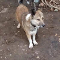 حیوانات|سگ|کرمانشاه, |دیوار