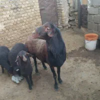 گوسفند