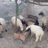 بره