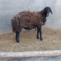 بره قوچ مهربان افشار
