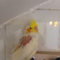 جوجه عروس هلندی معاوضه