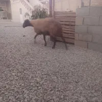گوسفند