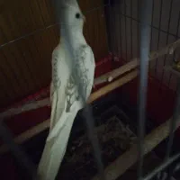 معاوضه با کبوتر